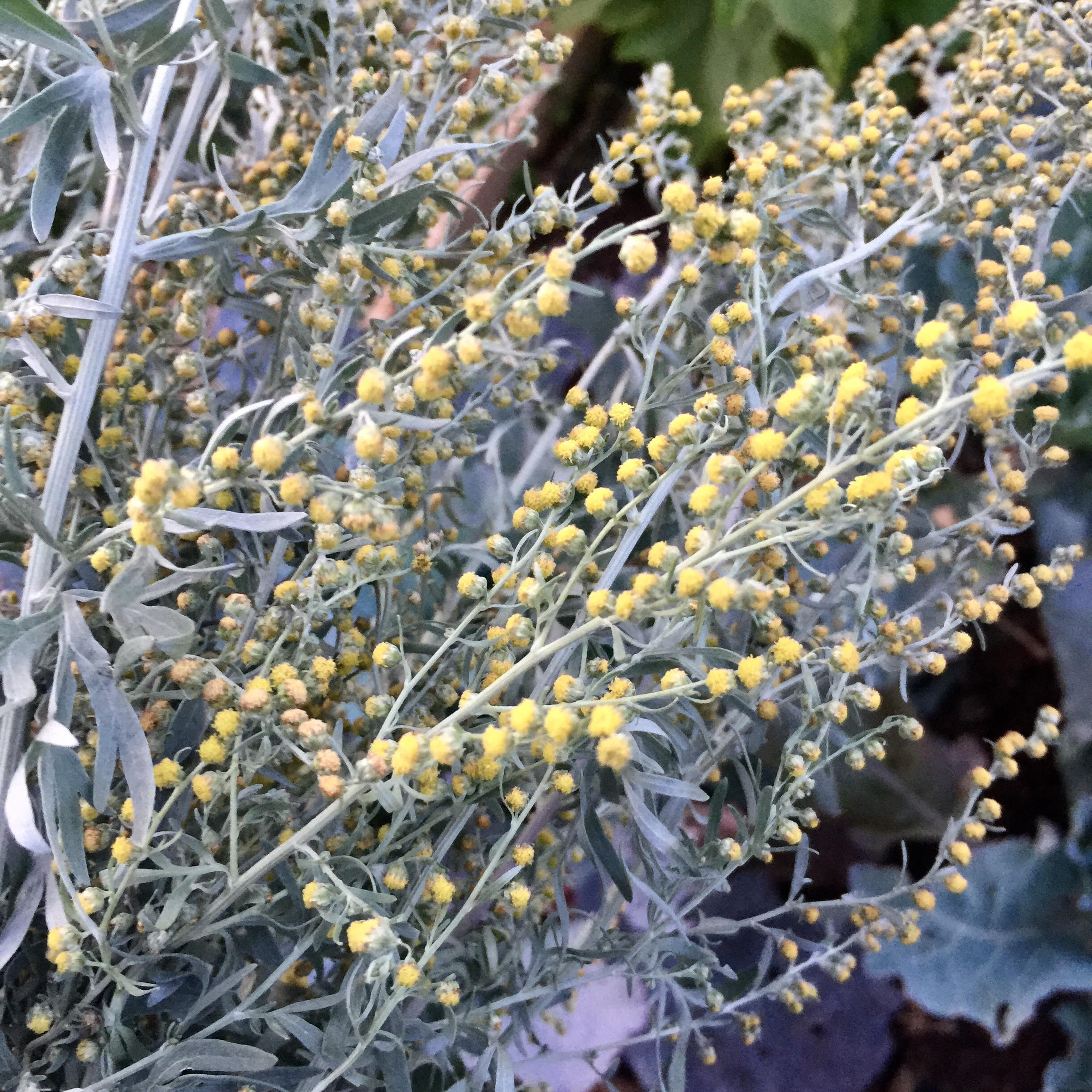 Полынь с цветами. Полынь горькая (Artemisia absinthium). Полынь обыкновенная соцветие. Полынь мелколистная. Полынь горькая чернобыльник.