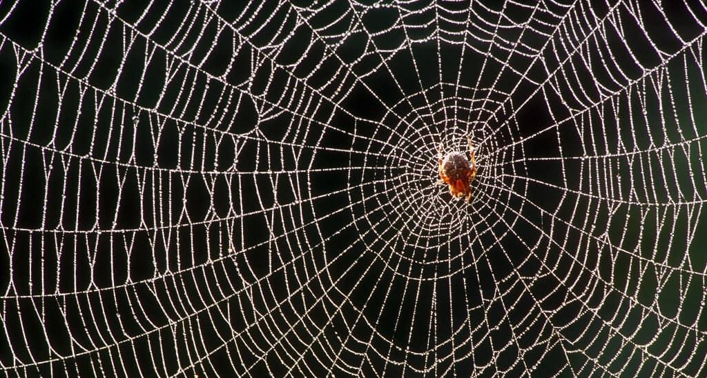 Spider silk: new perspectives