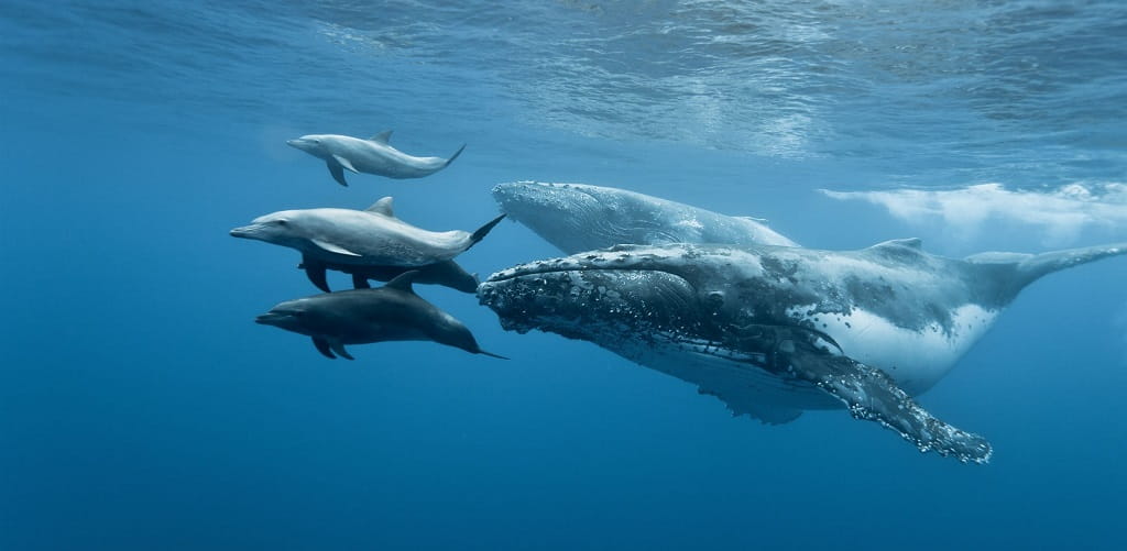 День китов и дельфинов 2018
