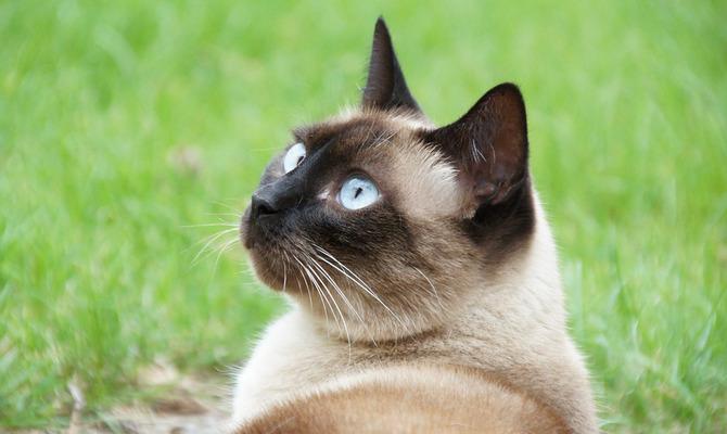 Советы по уходу и питанию тайской кошки
